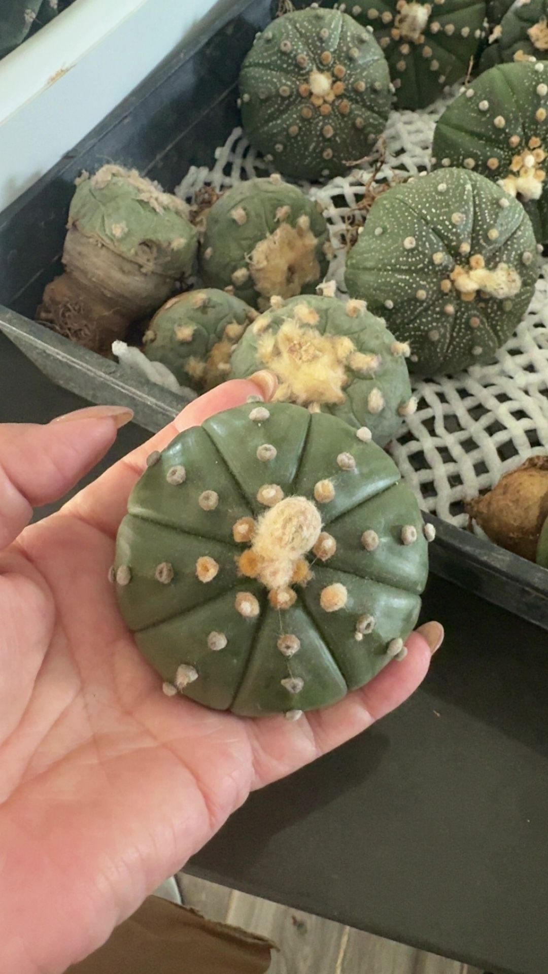 Astrophytum Asterias /Sand Dollar (Imported )