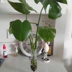 Monstera plant at water