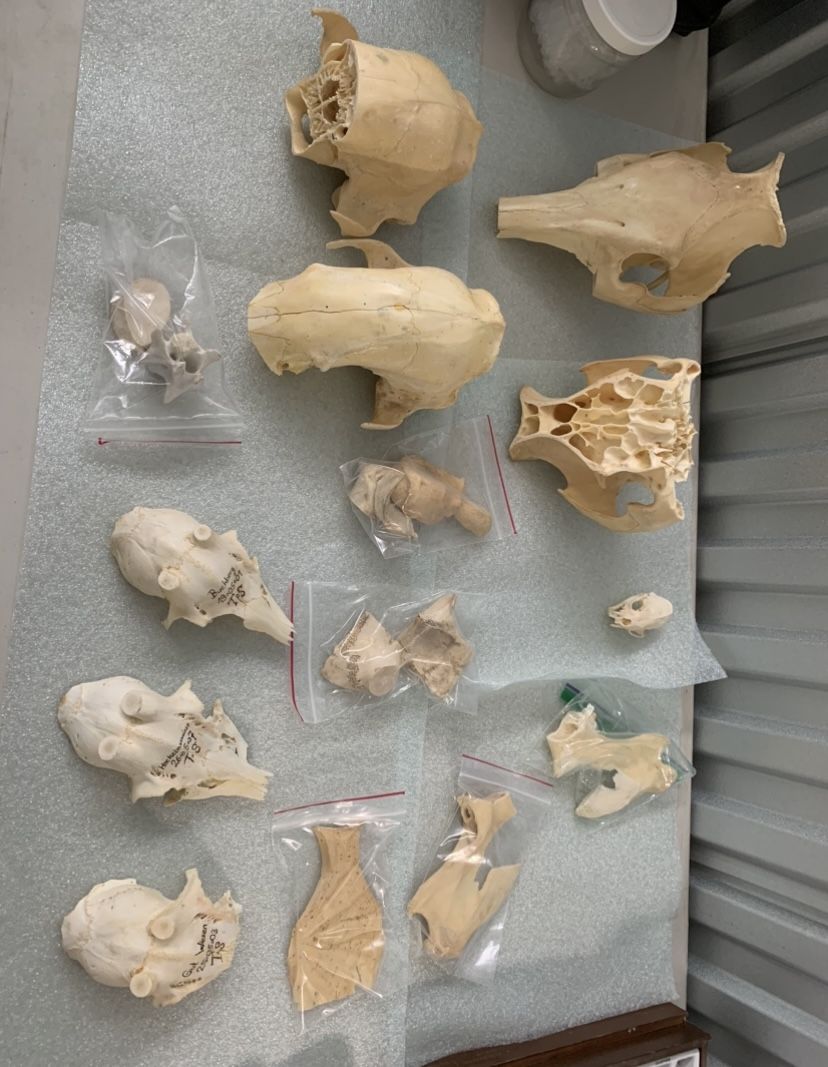 Lot Of Various Legally Sourced Taxidermy Skulls Antler Bones Etc