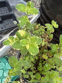 Pineapple mint variegated $15