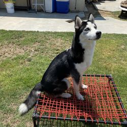 Custom Heavy Duty Doggy Cot 