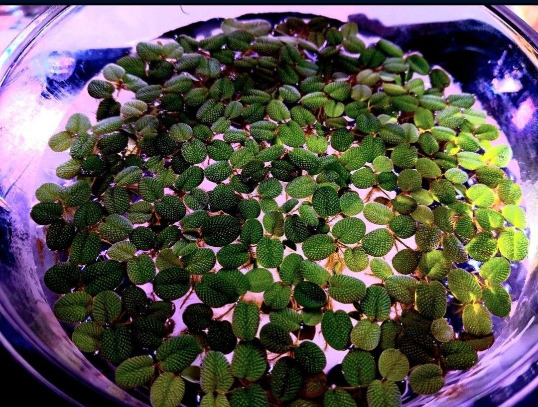 Aquatic Floating Plants for Aquarium: Salvinia Minima Aquatic Water Spangles