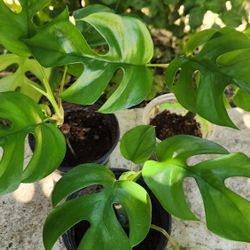 Mini Monstera Climbing/Vine Plant $12