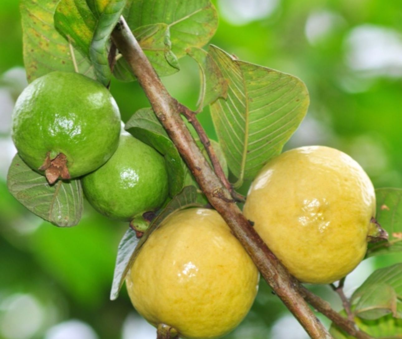 Mexican Green guava Tree Guayaba Fruit Plant Pot 