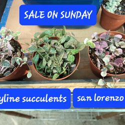 SALE ON SUNDAY IN SAN  LORENZO  Variegated String Of Hearts/spades 