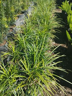 Liriope Hedges 3gl $6🌱