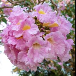 *$2 to $7* Pink Trumpet Tree Plant  Seedlings