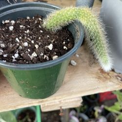 Monkey Tail Cactus Full Rooted 
