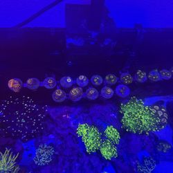 Saltwater aquarium reef plastic decorations