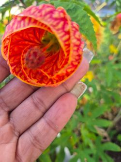 Original chinese lantern plant red TALL