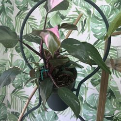 Highly Variegated Pink Princess Plant 