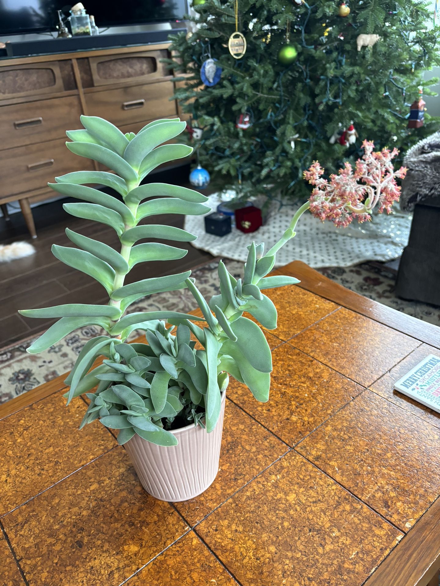 Airplane Plant Succulent With Pot