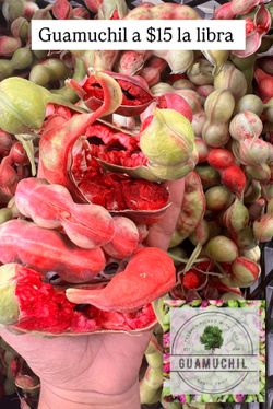 Guamuchil/Pinzanes