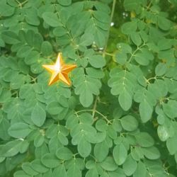 100% Organic - Fresh Picked Malunggay / Moringa Leaves (Atlantic blvd)