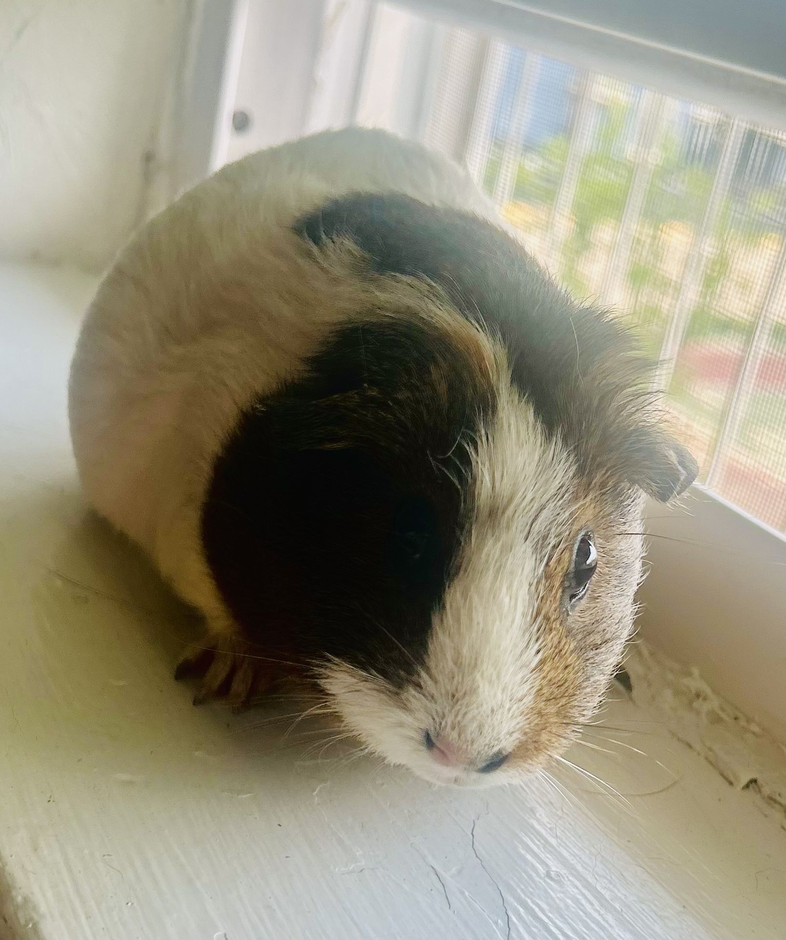 Guinea Pig “cage”