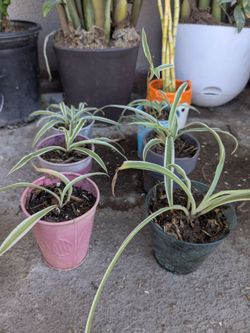 Spider Plant