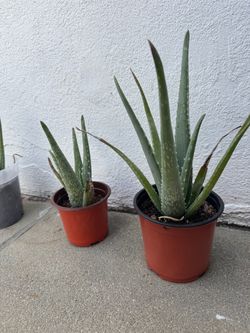 Aloe Vera Plants