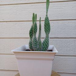 Beautiful Indoor/Outdoor snow cactus plant