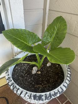 Elephant Ear Plant 
