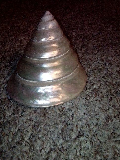 Shell Snail Large Mother Of Pearl Pyramid Shell