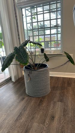 Alocasia Chantrieri  in 3 gallon pot