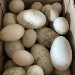 Duck and geese eggs