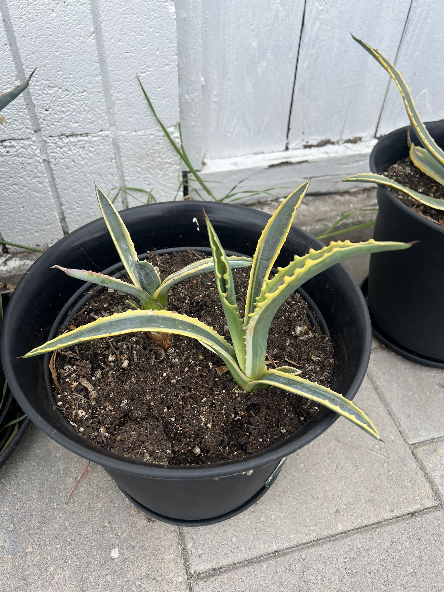 American Agave Succulent 