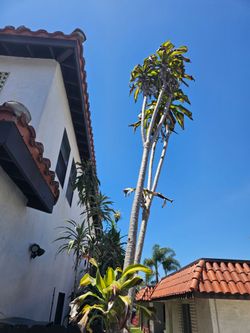 Giant Corn Dracena 15ft 20g Succulents