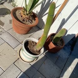 Cactus