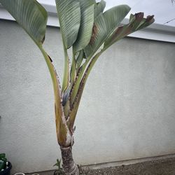 Giant Bird Of Paradise 