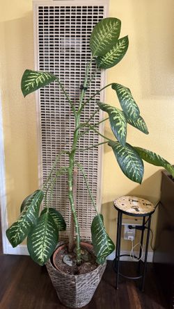 Dieffenbachia