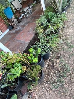 Assorted Potted Garden Plants Aloe Vera Elephant moss rose