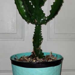 African Milk Tree Plant 