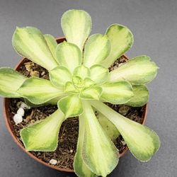 Plant Sale Today. SATURDAY NOON UNTIL 4PM  IN SAN LORENZO ANEONIUMS  MONKEY TAILS