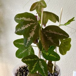 RARE Passiflora Trifasciata Duckfoot Vine