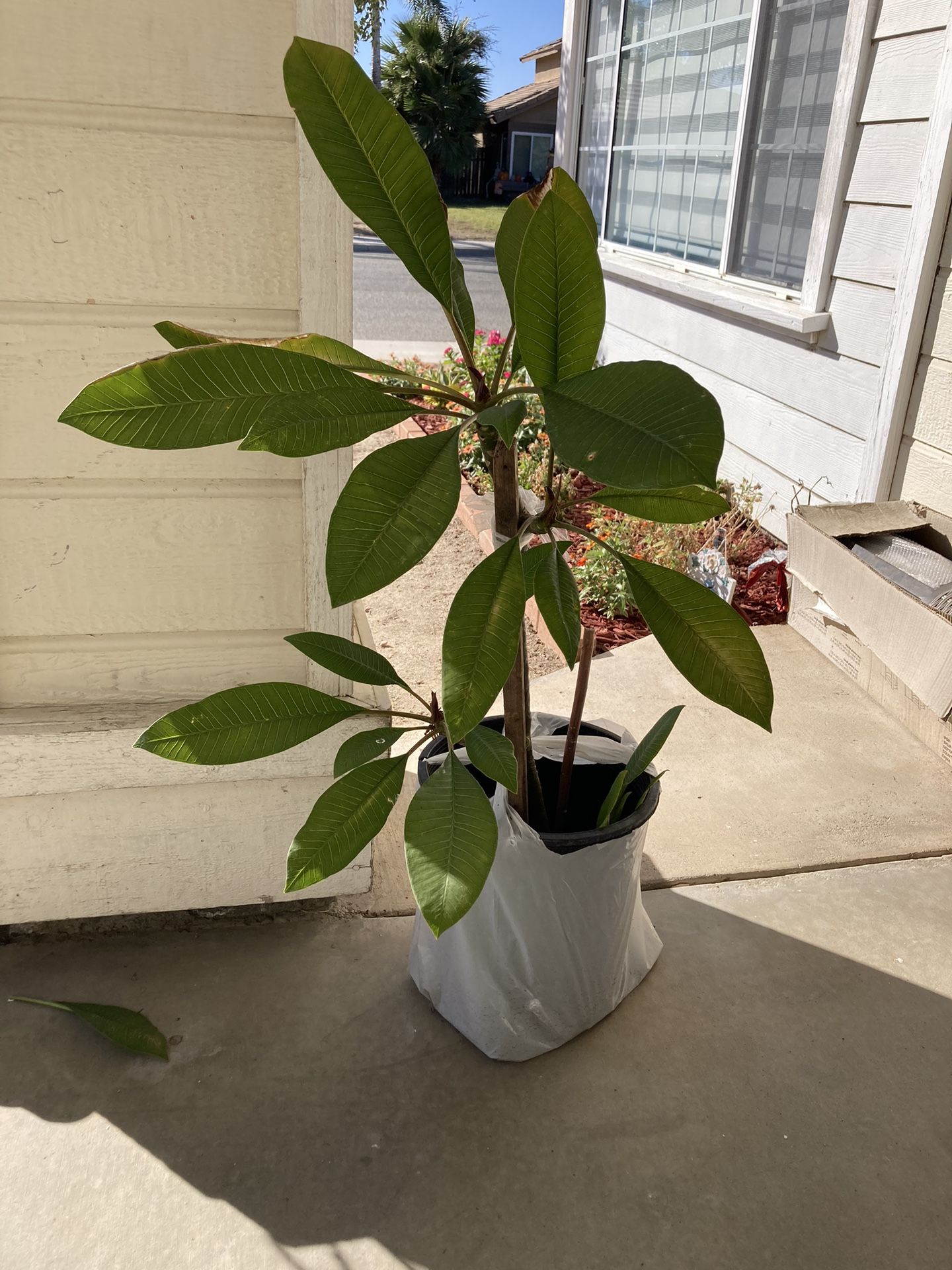 Plumeria Tree Plant