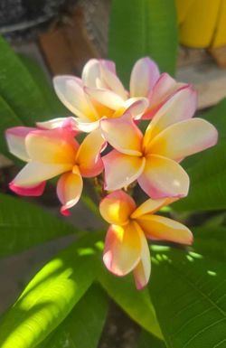 Mazatlan rooted potted plumeria 16" from soil line, 3 tips