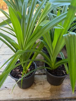 EDIBLE PANDAN PLANT (Pandanus Amaryllifolius) Lá Dứa