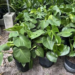 Monsteras in 3 gls pot. SPECIAL PRICE 🤩