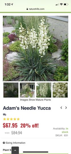 Yucca , perennial plant in a pot, 6-8” tall