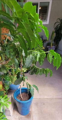 Plant for sale