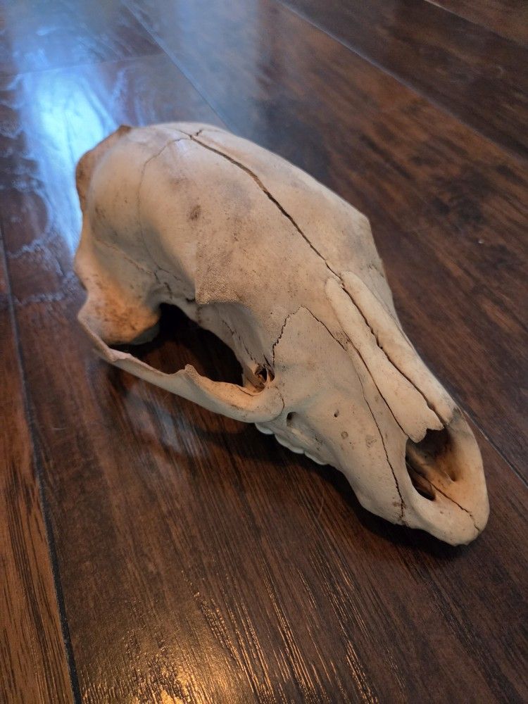 Black Bear Skull