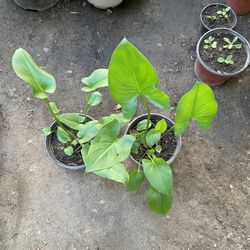 Calla Lily $7