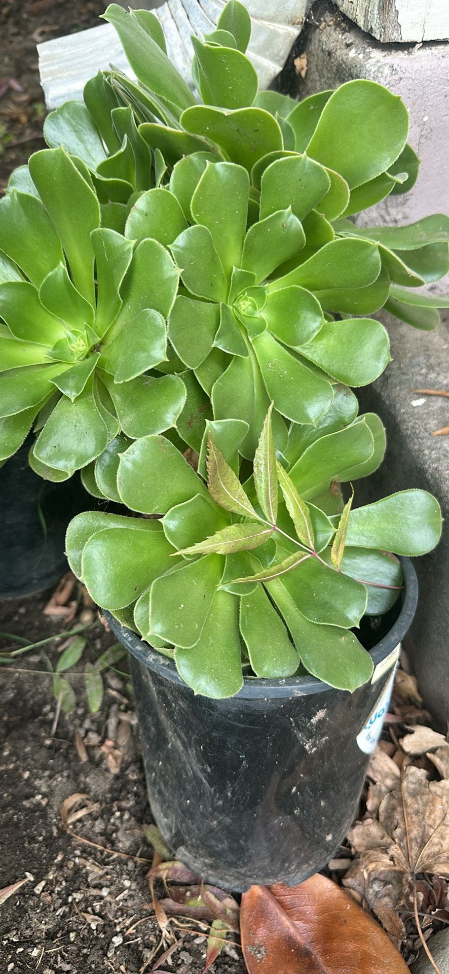 Outdoor Plant