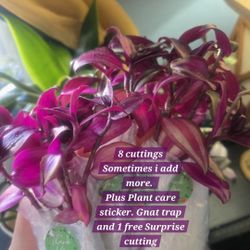 8 Tradescantia Zebrina Rooted Cuttings 🪴