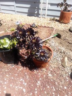 Desert Cacti Flower  3.5' Tall Flowers