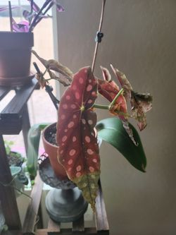 Begonia Plant