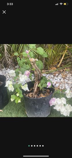 Bougainvillea bonsai starter - White & Pink Flowers