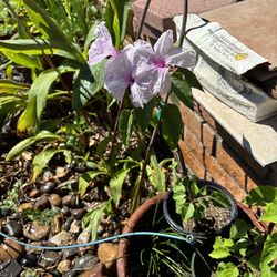 Morning-Glories tree : ipomoea carnea