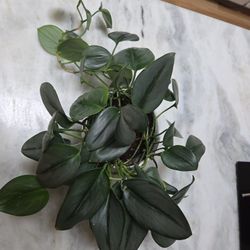 House Plant Scindapsus Pictus Sterling 